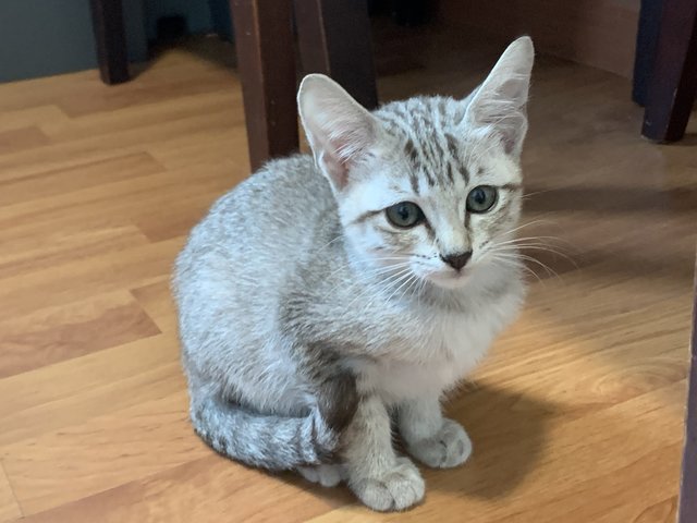 Baby - Domestic Short Hair Cat