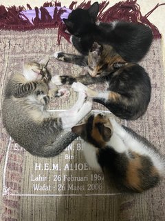 Bella And Her 4 Kittens  - Domestic Medium Hair Cat