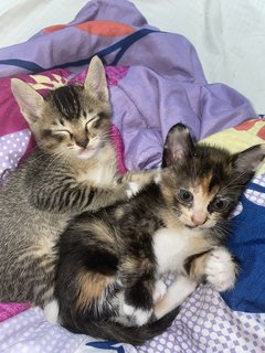 Bella And Her 4 Kittens  - Domestic Medium Hair Cat