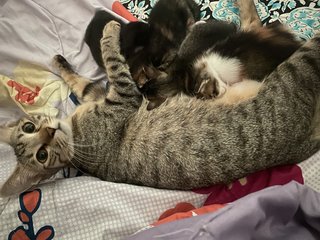 Bella And Her 4 Kittens  - Domestic Medium Hair Cat