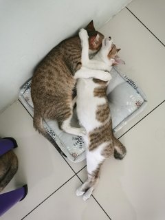 Yang Yang &amp; Ying Ying - Domestic Short Hair + Tabby Cat