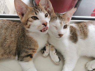 Yang Yang &amp; Ying Ying - Domestic Short Hair + Tabby Cat