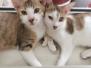 Yang Yang &amp; Ying Ying - Domestic Short Hair + Tabby Cat