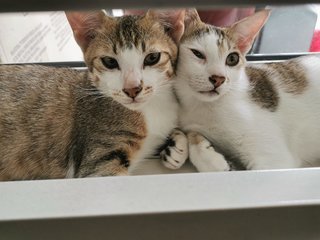 Yang Yang &amp; Ying Ying - Domestic Short Hair + Tabby Cat