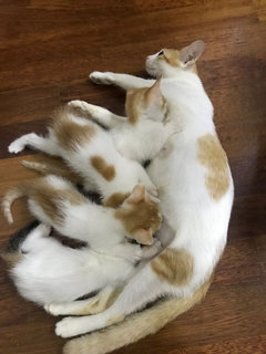 4 Kittens And Mom  - Domestic Short Hair Cat