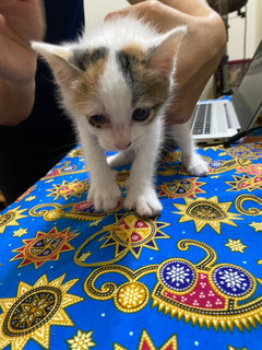 4 Kittens And Mom  - Domestic Short Hair Cat