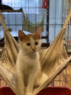 Potato - Domestic Medium Hair Cat