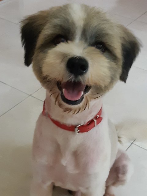 Lucky - Tibetan Terrier Dog