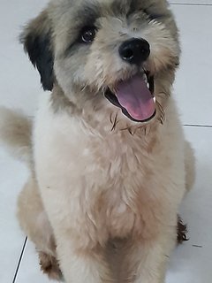 Lucky - Tibetan Terrier Dog