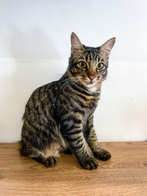 Percy - Domestic Medium Hair + Maine Coon Cat