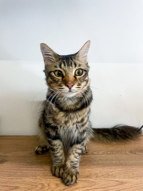 Lester - Maine Coon + Domestic Medium Hair Cat