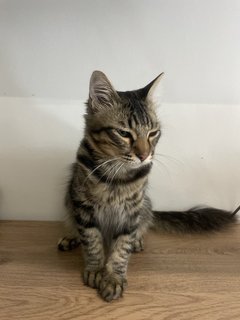 Lester - Maine Coon + Domestic Medium Hair Cat