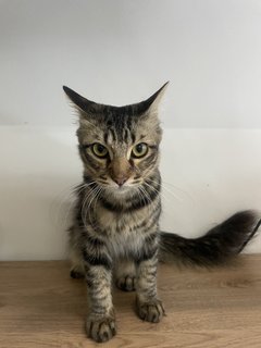 Lester - Maine Coon + Domestic Medium Hair Cat