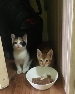 Timmy And Tammy - Domestic Short Hair Cat