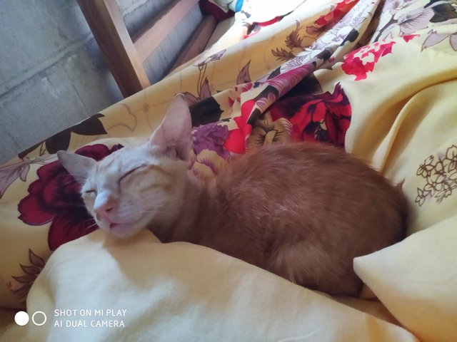 Oren - Domestic Short Hair Cat