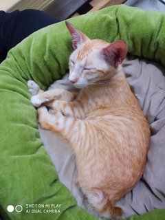 Oren - Domestic Short Hair Cat