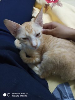 Oren - Domestic Short Hair Cat