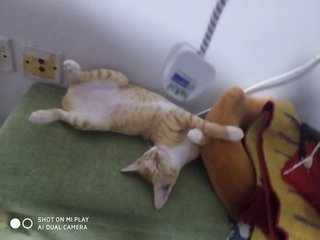Oren - Domestic Short Hair Cat