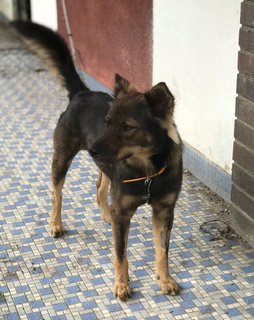 Mocha Missing - Mixed Breed Dog