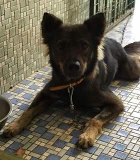 Mocha Missing - Mixed Breed Dog