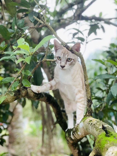 Coco - Ocicat Cat