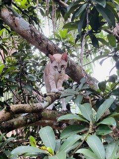 Coco - Ocicat Cat