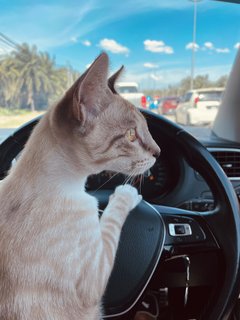 Coco - Ocicat Cat