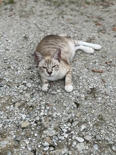 Coco - Ocicat Cat