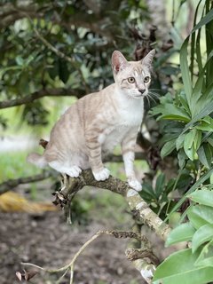 Coco - Ocicat Cat