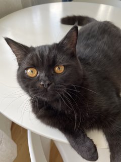 Adik - British Shorthair + Exotic Shorthair Cat