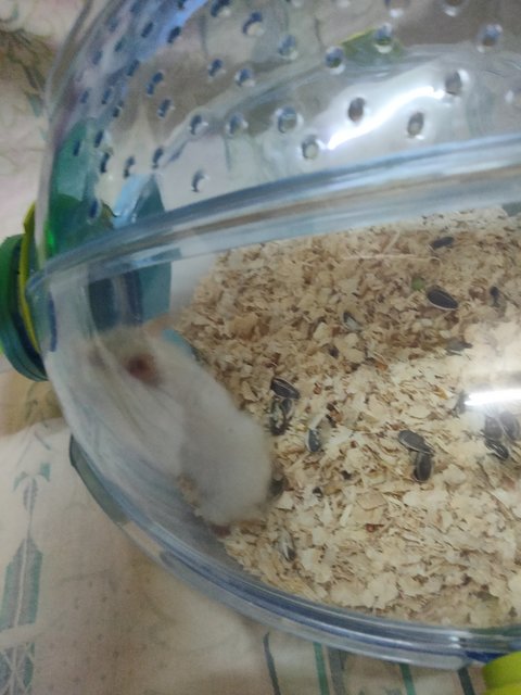 Lula - Syrian / Golden Hamster Hamster