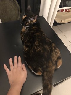 Hubble - Calico + Domestic Short Hair Cat