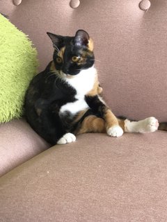 Hubble - Calico + Domestic Short Hair Cat