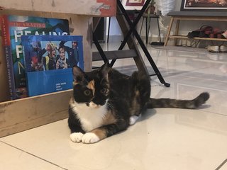 Hubble - Calico + Domestic Short Hair Cat