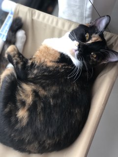 Hubble - Calico + Domestic Short Hair Cat