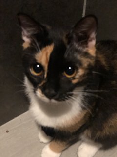 Hubble - Calico + Domestic Short Hair Cat