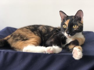 Hubble - Calico + Domestic Short Hair Cat