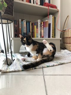 Hubble - Calico + Domestic Short Hair Cat