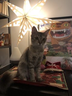 Piper - Domestic Medium Hair + Tabby Cat