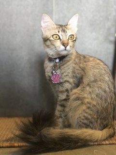 Piper - Domestic Medium Hair + Tabby Cat