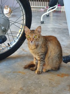 Foxxane - Domestic Long Hair Cat