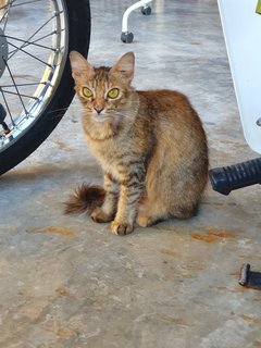 Foxxane - Domestic Long Hair Cat