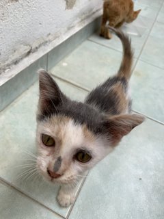 Kiko - Calico Cat