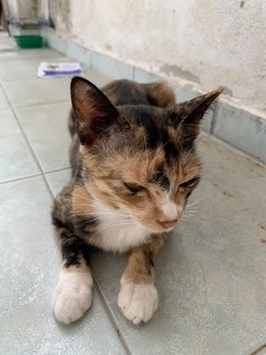 Ginger - Calico Cat