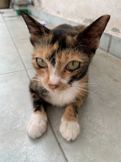 Ginger - Calico Cat