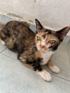 Ginger - Calico Cat