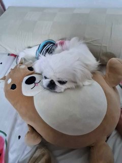 Holiday - Pekingese Dog