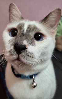 Eliboi - Domestic Short Hair Cat