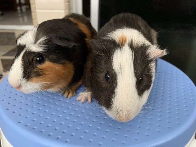 Kayden &amp; Yumi - Guinea Pig Small & Furry