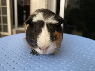 Kayden &amp; Yumi - Guinea Pig Small & Furry